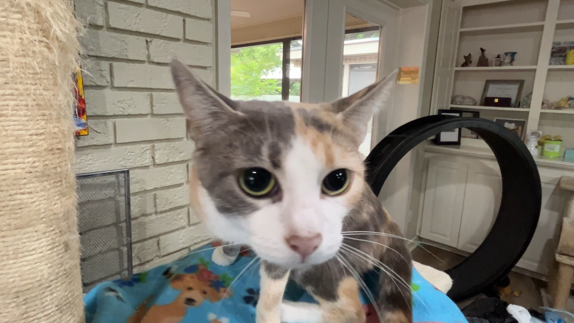 Texarkana animal league