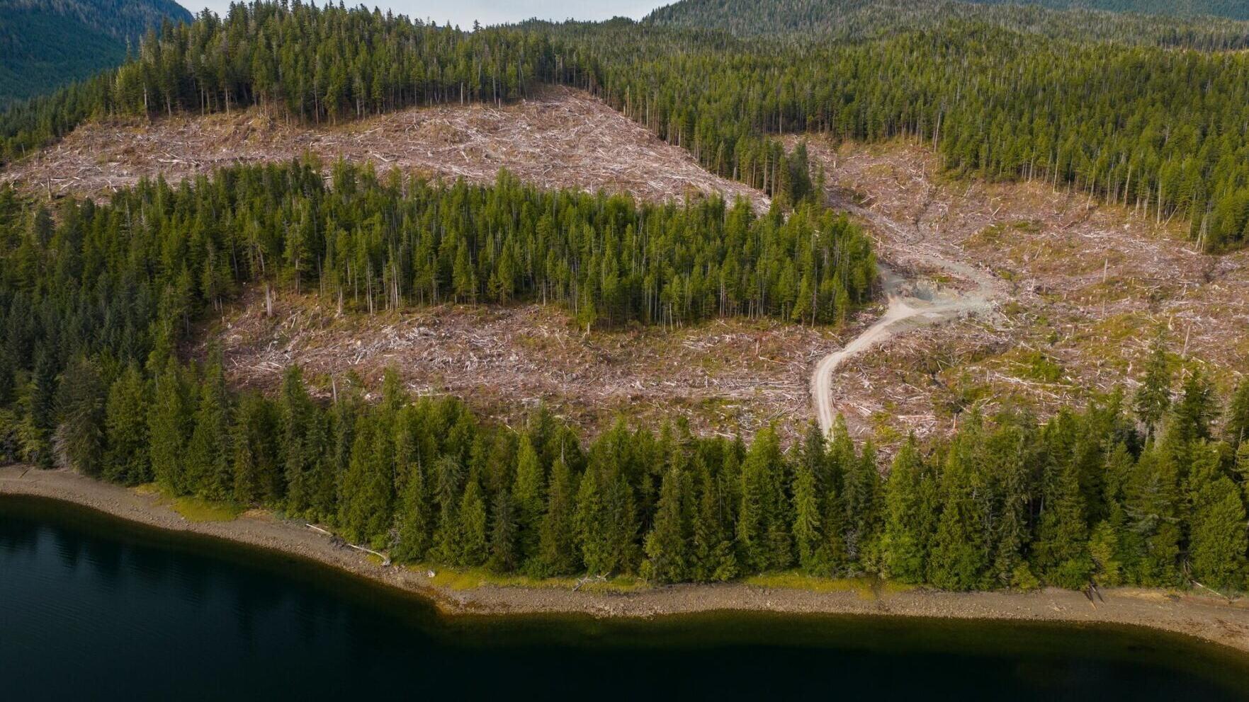 Tongass Clear Cut