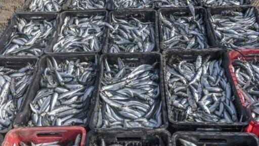 Sardines occupy a crucial place in the marine food chain