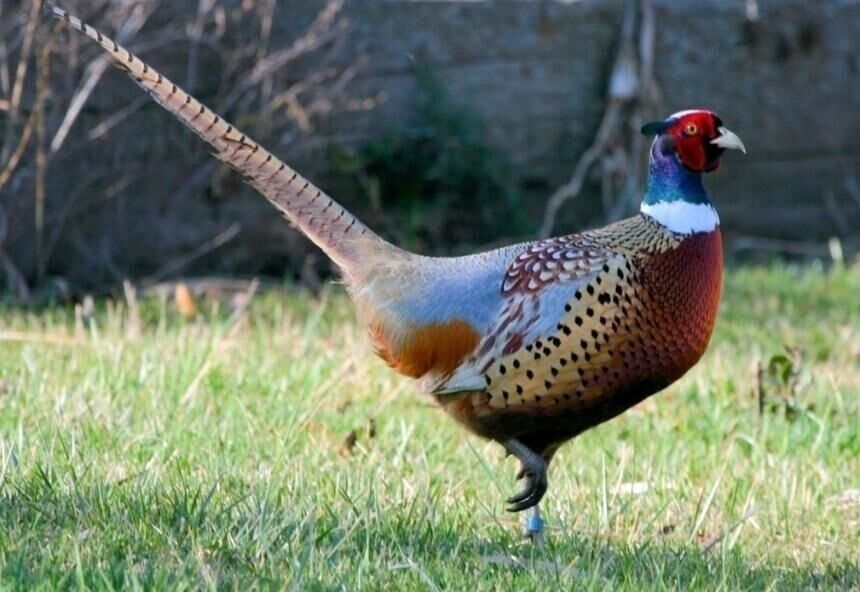 Pheasant