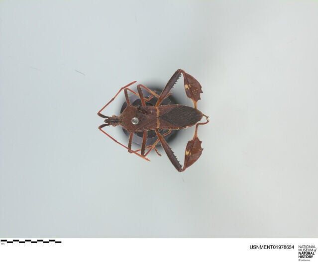 Eastern Leaf-Footed bug captured in Hope, Arkansas now part of Smithsonian's collection