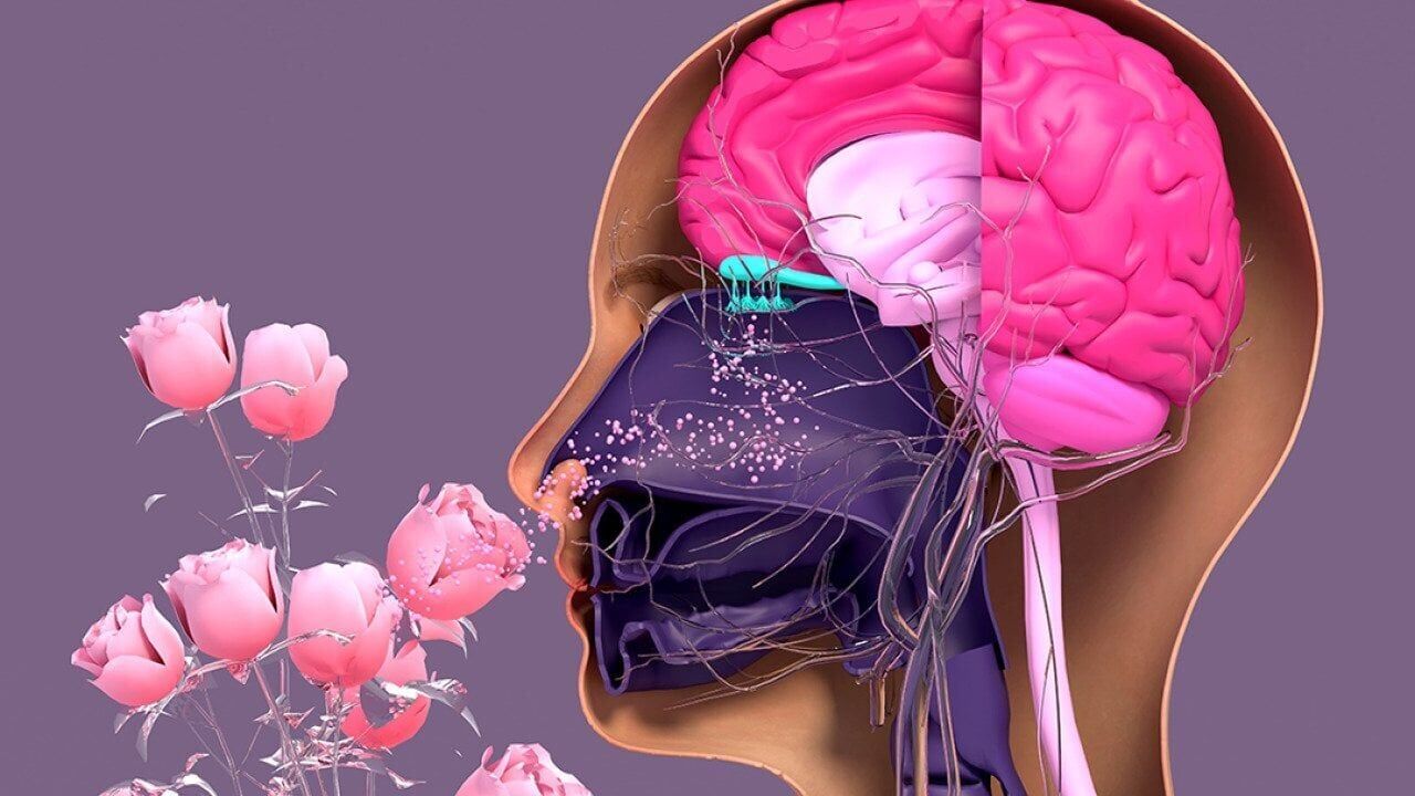 When the ability to smell goes away