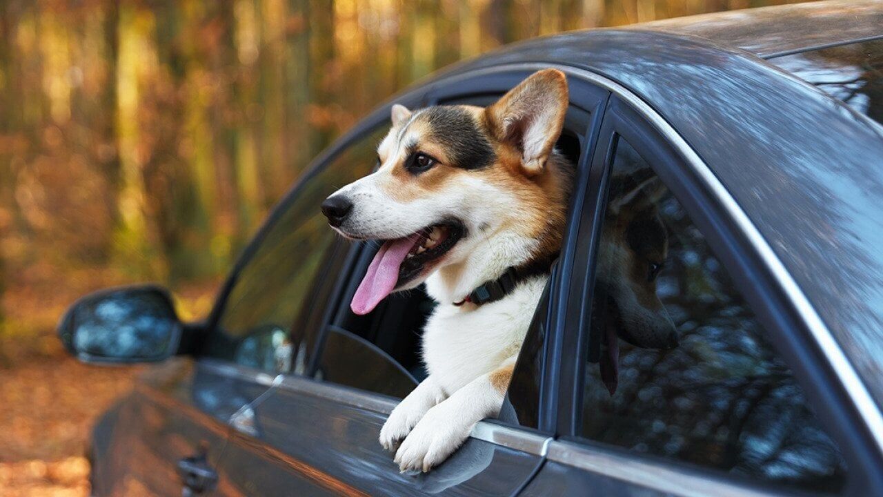 What vets want you to know about traveling with your dog this summer
