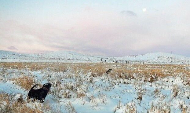 Dogs afield