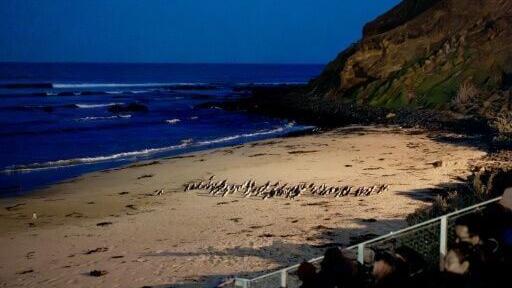 Wildlife teams have started vaccinating little penguins on Australia's Phillip Island
