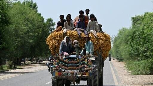 Labourers transporting dates on a tractor trolley near a palm orchard at Khairpur, in Pakistan's Sindh province