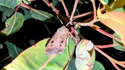 Bogong moths experienced an unprecedented population collapse beginning 2017 before recovering