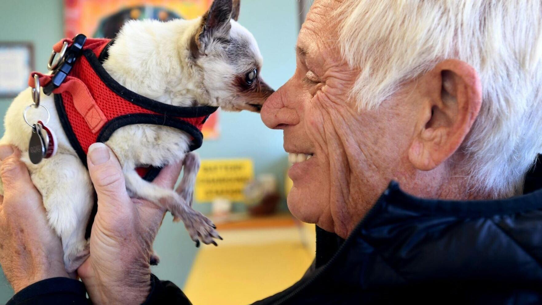 A man holds his 17½-year-old Chihuahua mix, which is receiving end-of-life hospice care.
 Brittany Murray/MediaNews Group via Long Beach Press-Telegram and Getty Images