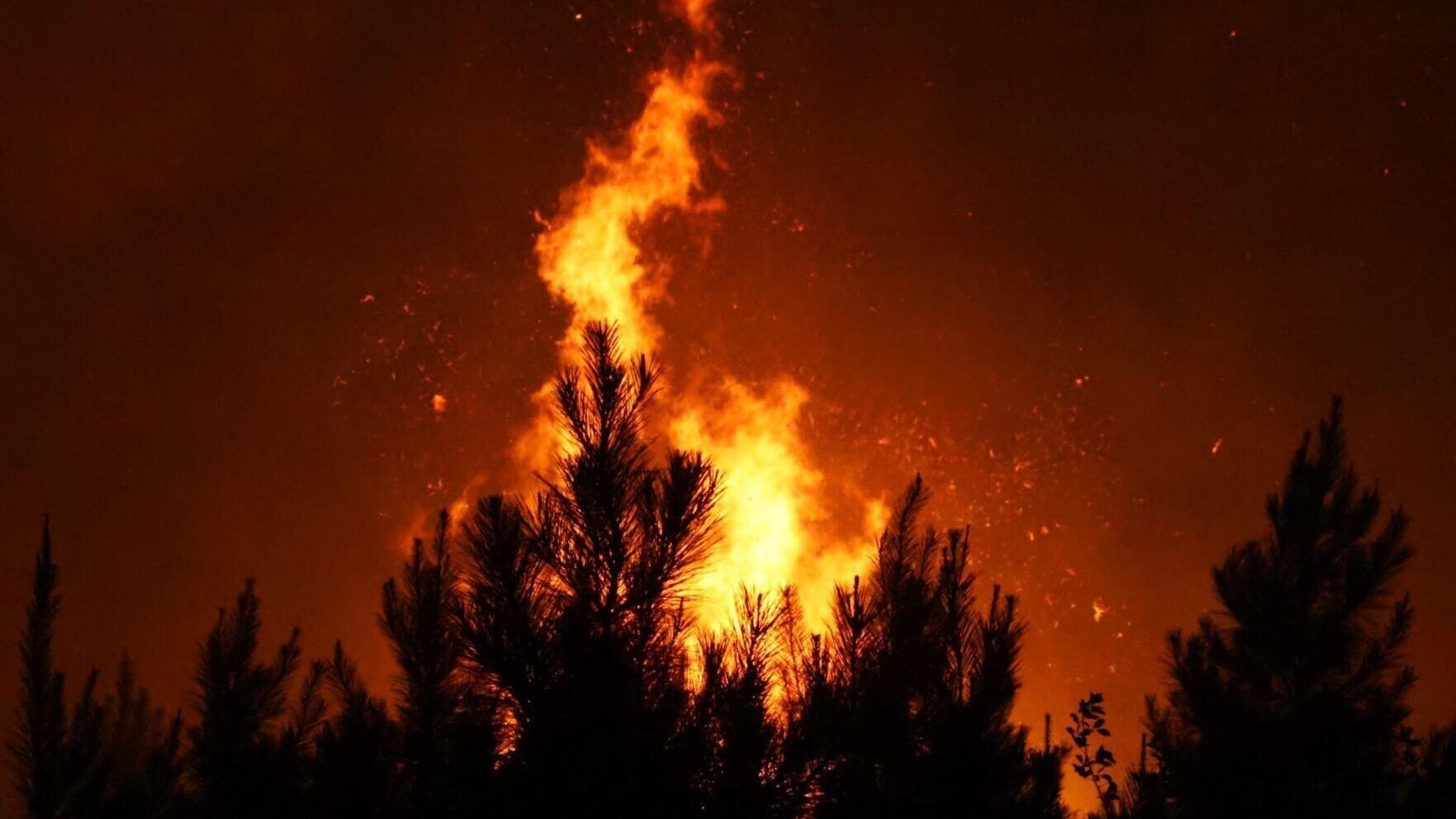 Pine Tree Road Fire