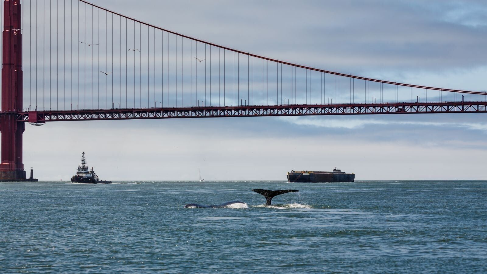 grey whales in san francisco bay