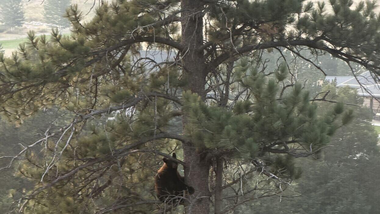 BearSowAndCubTree.jpeg