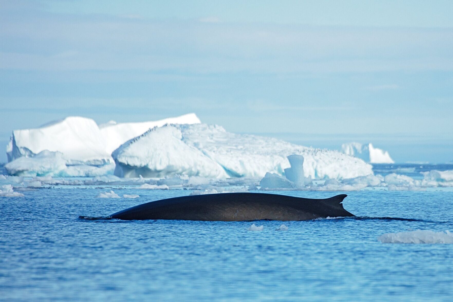 Whales drawn to “feeding frenzies” within Arctic Circle by warming waters