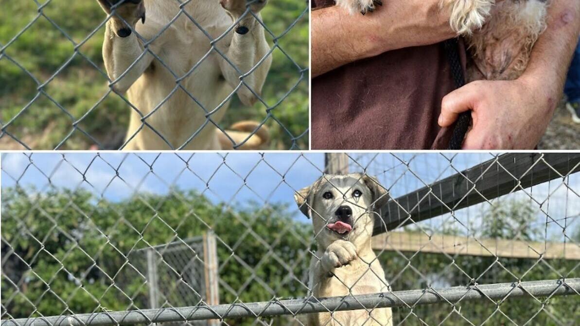 Thirty-four dogs rescued through Animal Rescue Corps’ Operation Arkansas Angels will begin a new chapter after being transferred from an overcrowded rural Arkansas rescue to ARC’s Rescue Center outside Nashville, Tennessee.