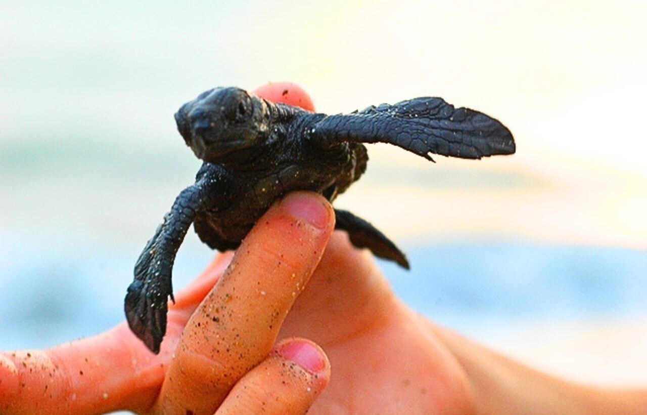 baby turtle