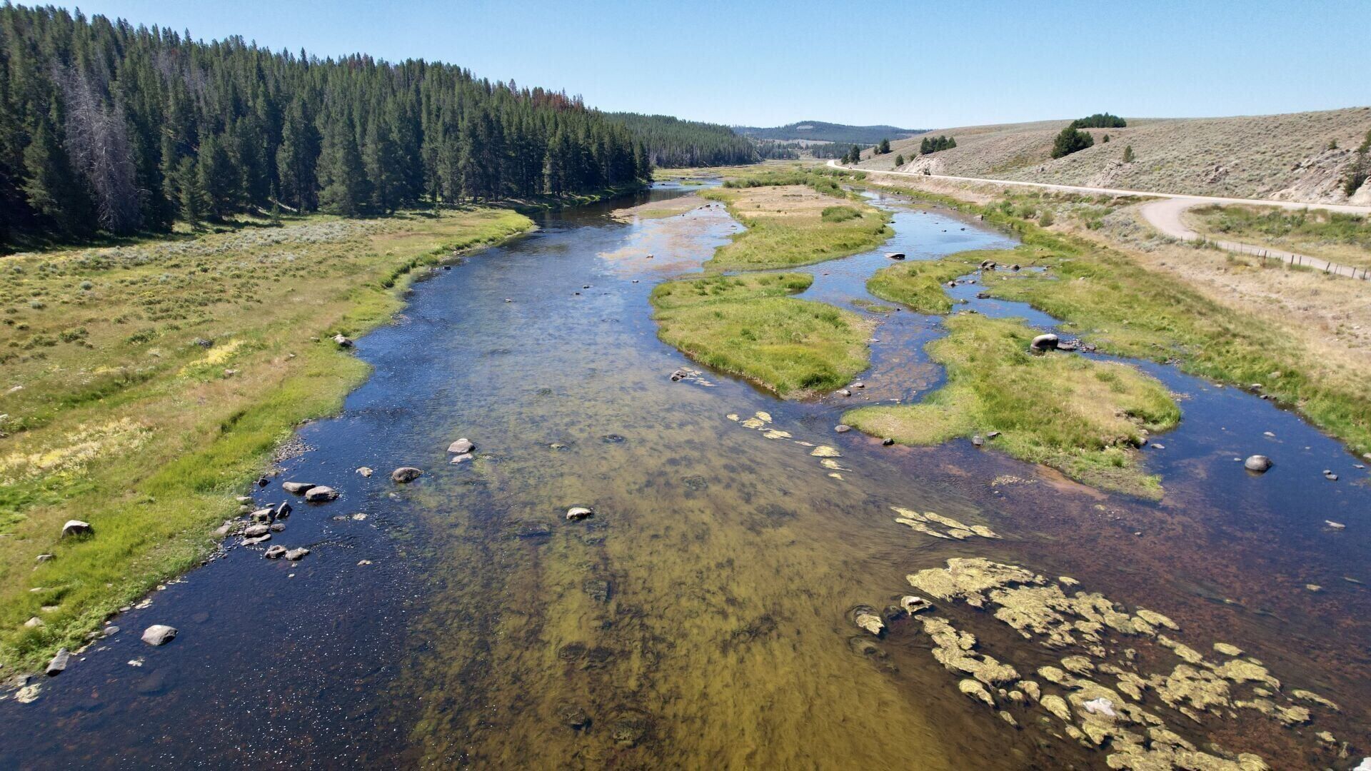 algae on the upper Big Hole. 