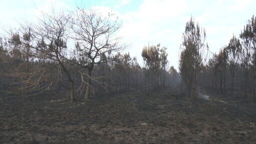 Images of trees burnt overnight by a massive wildfire west of Bordeaux