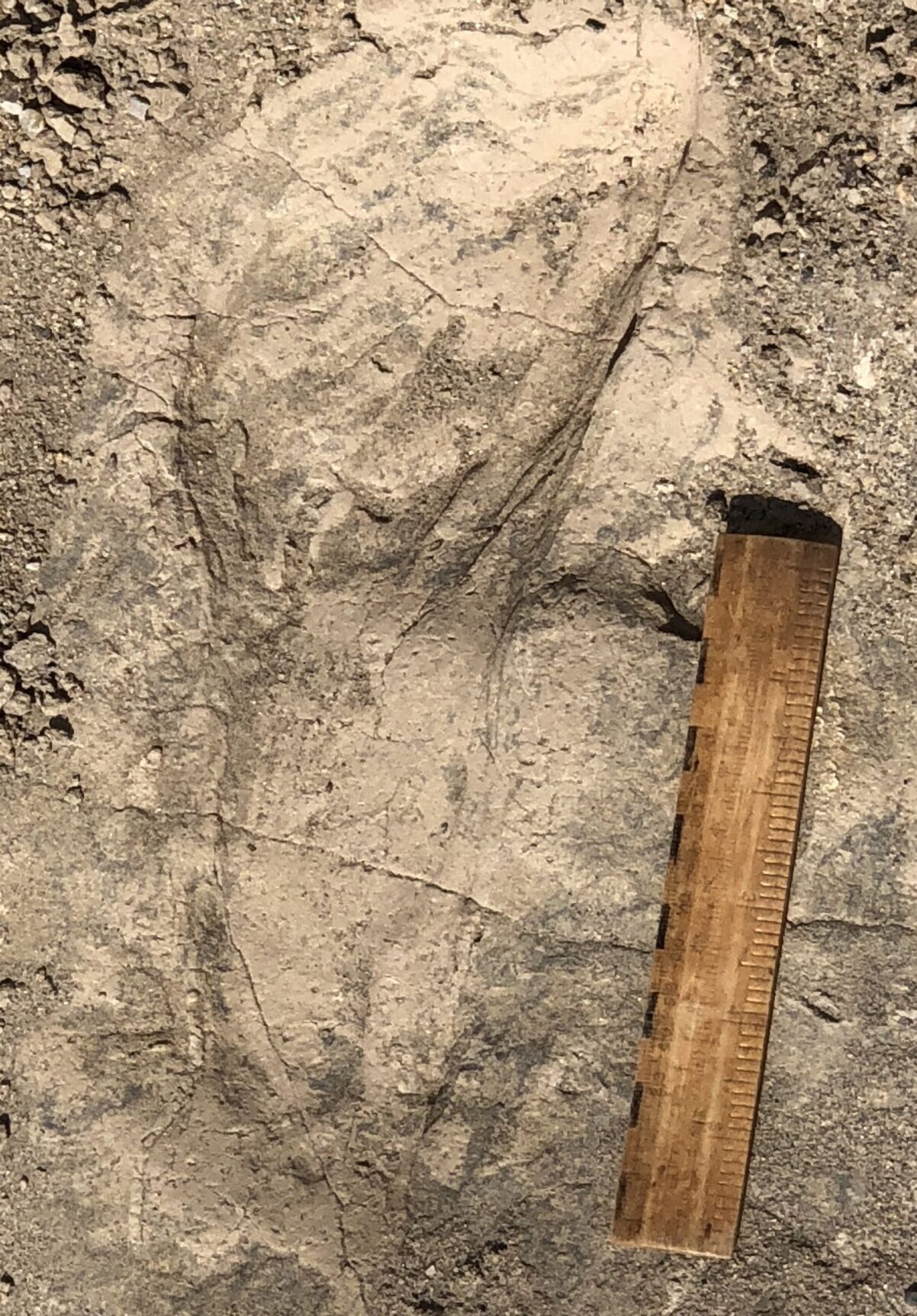 Footprints reveal ancient human relative travelled in groups 1.4 million years ago