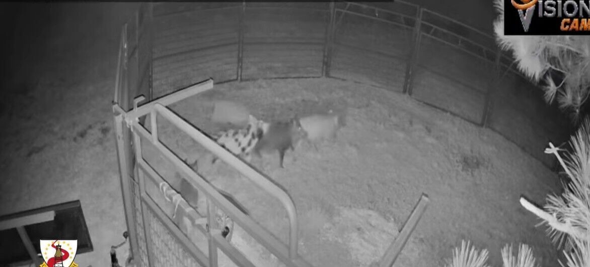 Feral Hogs
