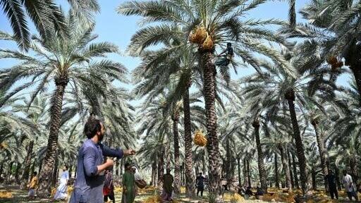 Workers descend on date farms to begin work around 2:00 am to avoid the worst of the daytime heat
