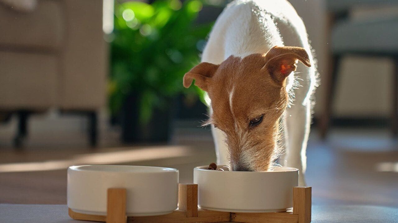 The ultimate guide to pet food safety