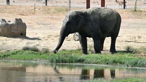 An Asian elephant drinks from a pond at the Safari Madrid wildlife park in Aldea del Fresno, west of Madrid