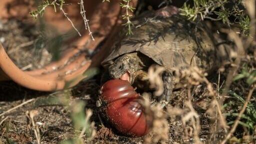 The tortoise had not eaten in days after the home's human residents fled in a hurry last week