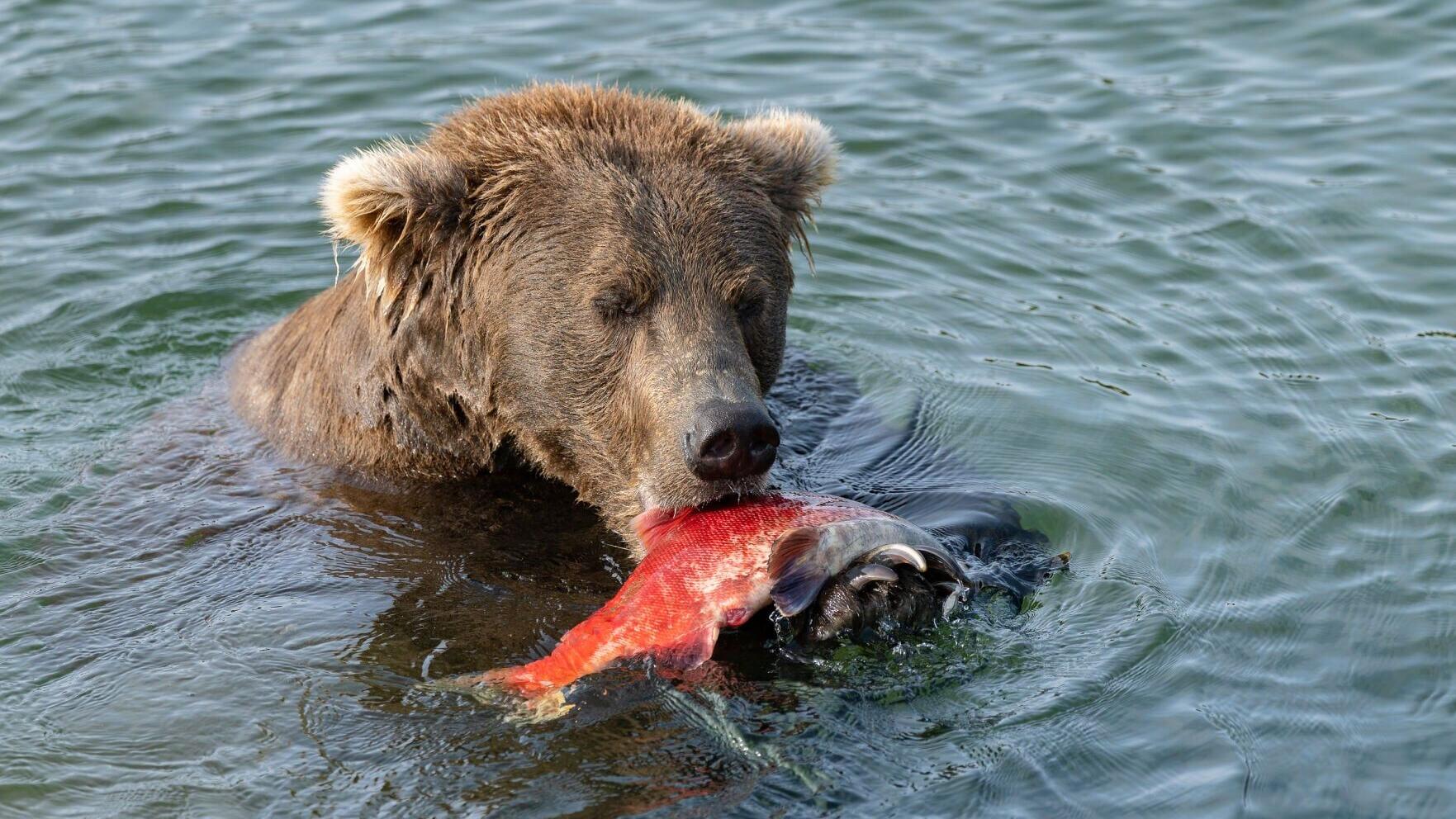 A brown bear enjoys a fresh caught salmon at Katmai National Park during the 12th season of Fat Bear Week, taking place September 22-29, 2026.  Through explore.org, the world’s leading live nature camera network, and the Katmai Conservancy, the annual c...