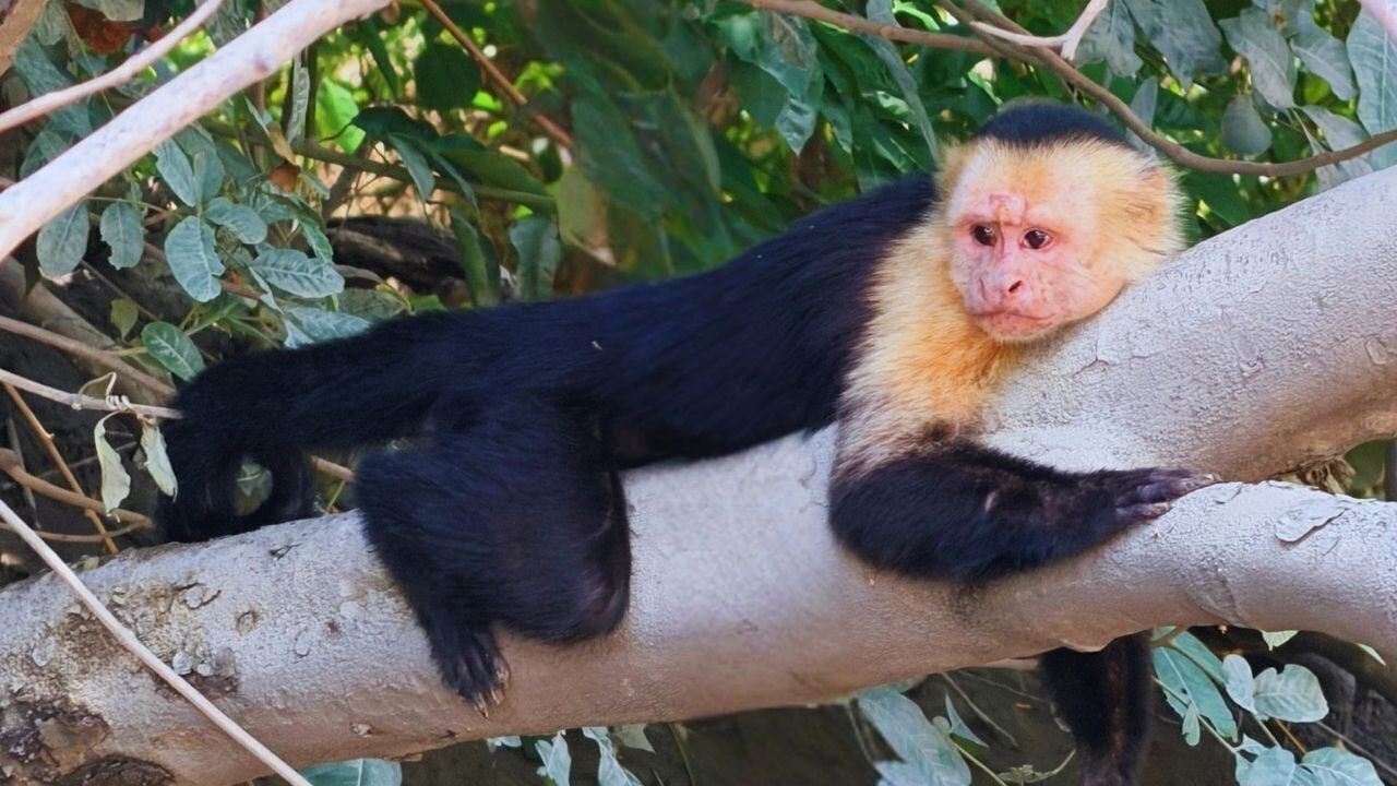 Wildlife in Costa Rica