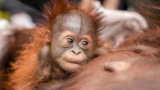A baby orangutan and mother being evacuated
