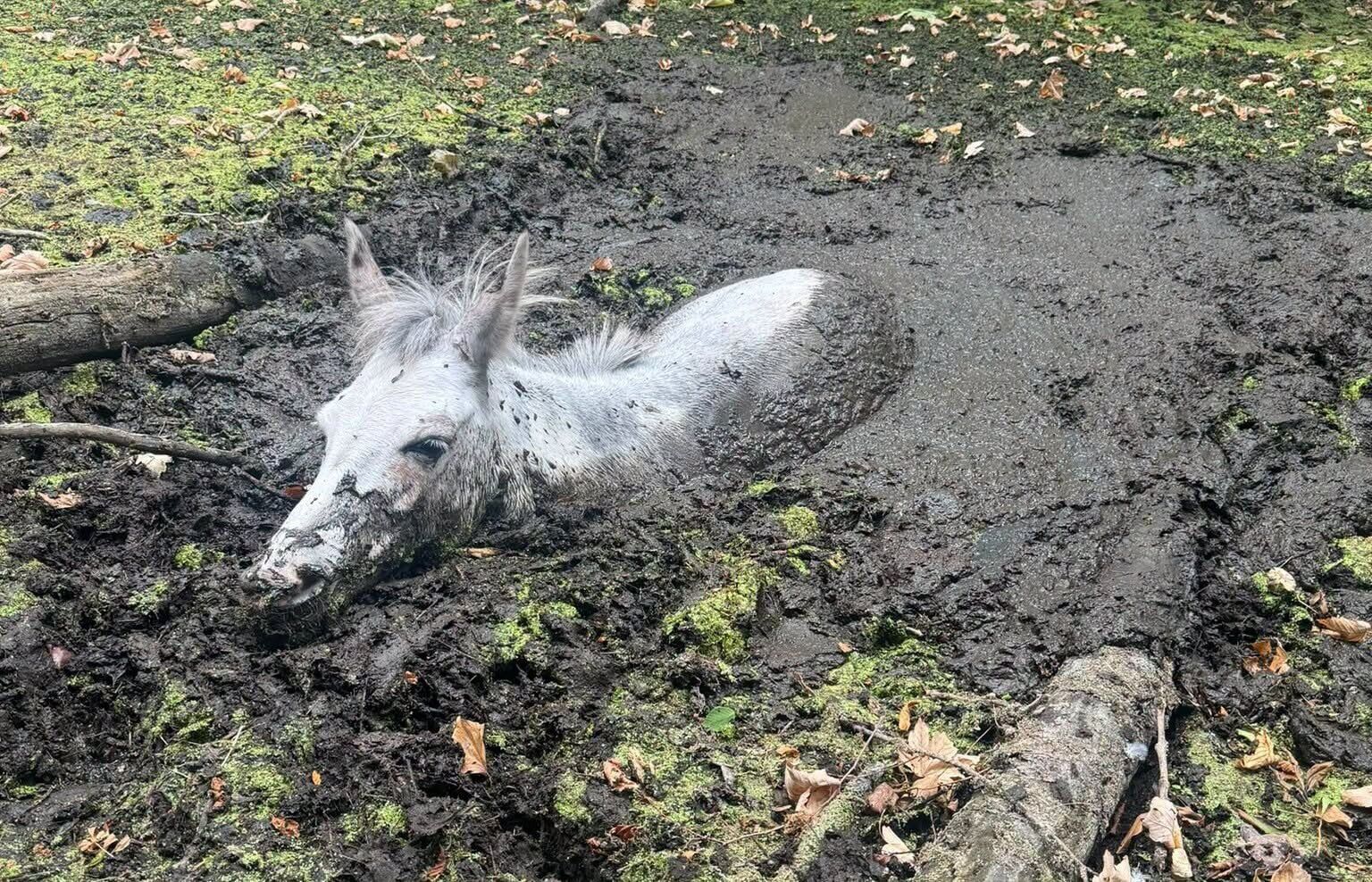 Donkey named Squealy is rescued after getting stuck neck-deep in mud