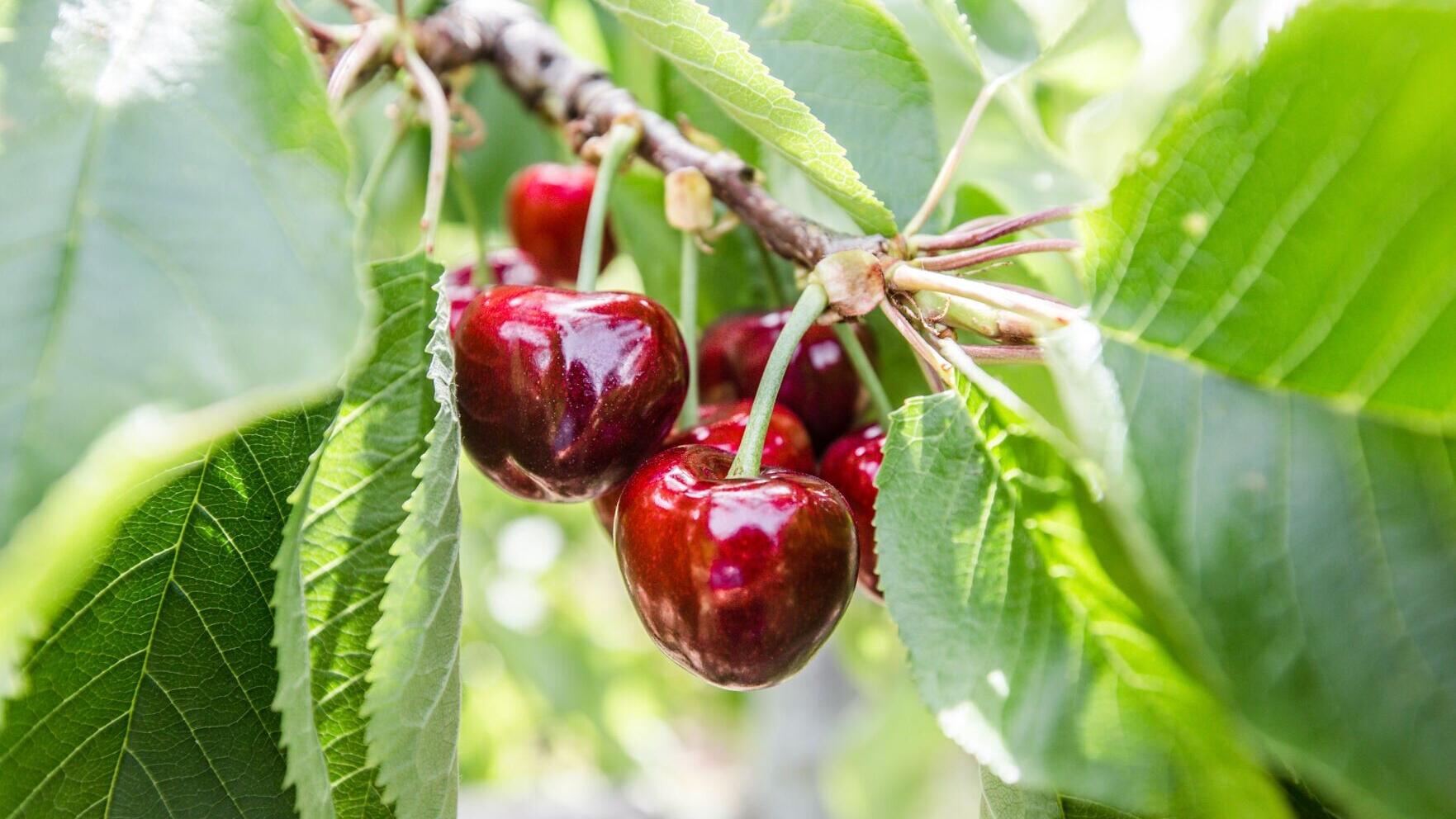 Time to stock up on peak produce, freeze cherries for year-round enjoyment and wellness