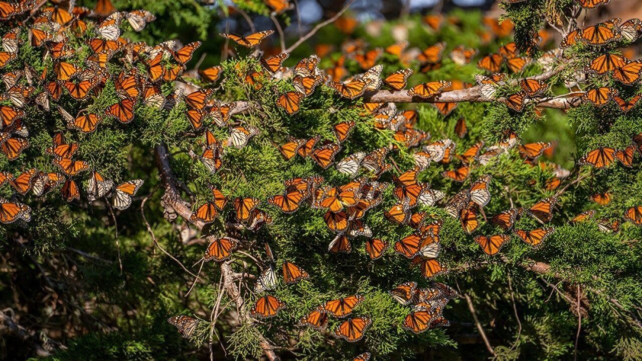 Can we bring back the butterflies?