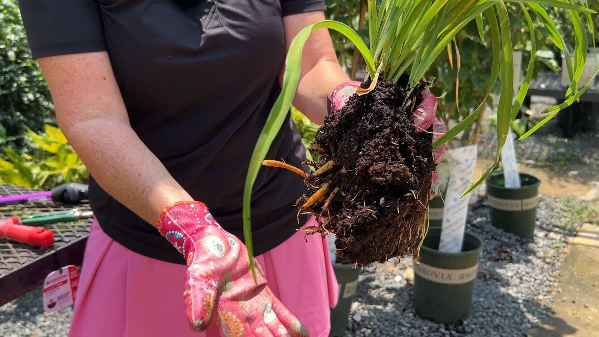 dividing perennials