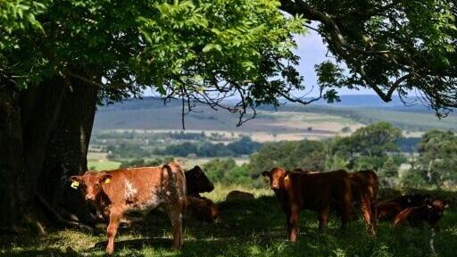 Cows shelter in the shade of some trees on the estate, home to an array of animals and plants