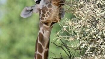 The giraffes got stressed and stopped eating