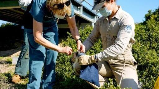 Australian wildlife teams handle little penguins with care to carry out H5N1 bird flu vaccinations