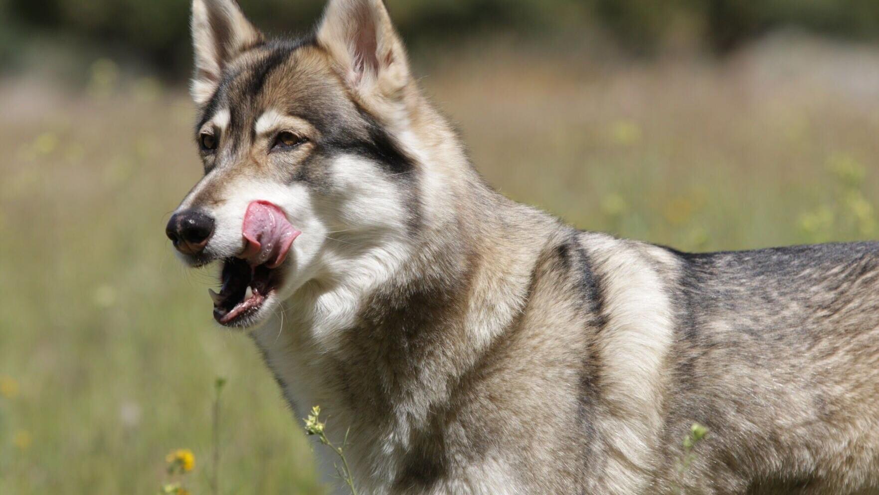 Member of the Shadowland Foundation wolf pack.