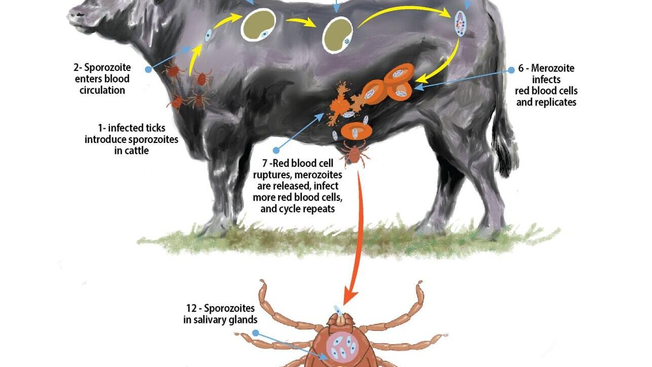 Lifecycle diagram of tick-borne Theileria infection in cattle.