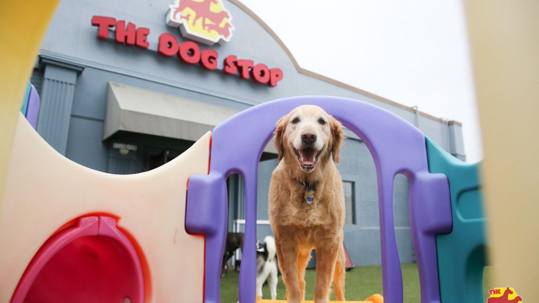 Courtesy of The Dog Stop