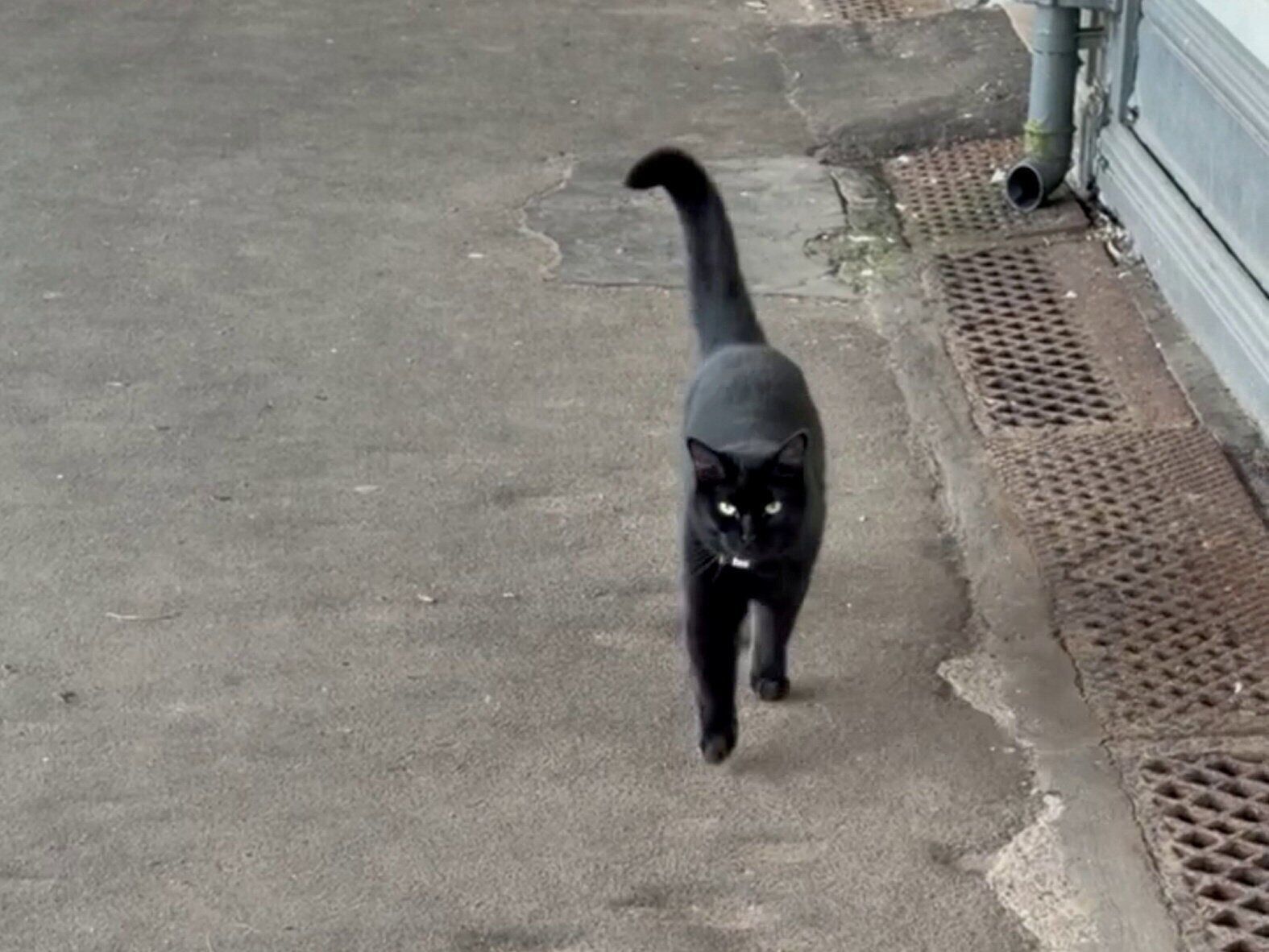 Birmingham railway station cat officially appointed Junior Mouse Catcher