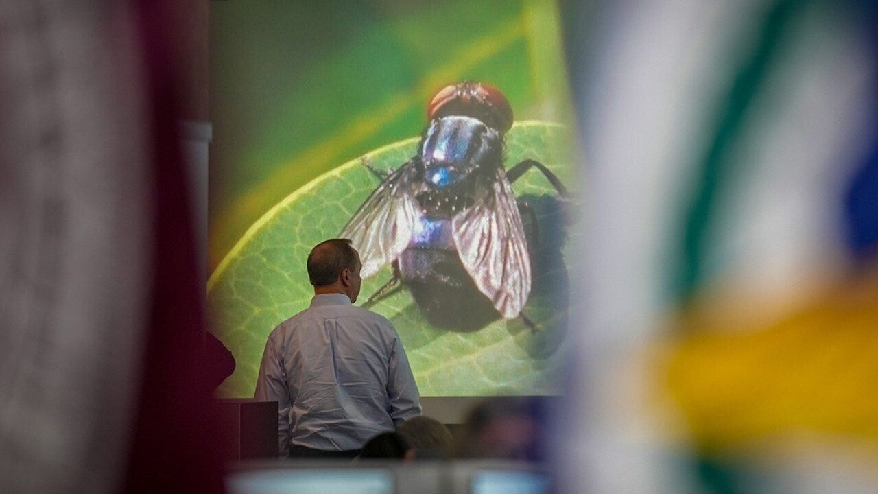 The flesh-eating pest that once cost ranchers millions is back