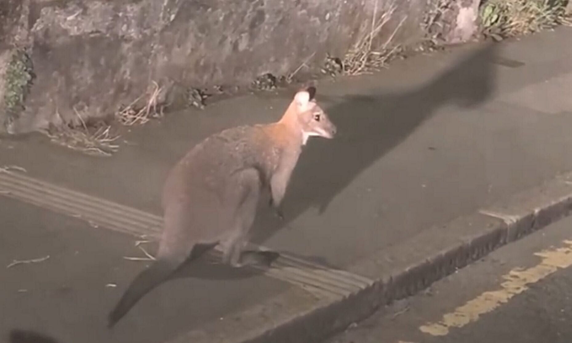 Wallaby spotted hopping around Cornish countryside