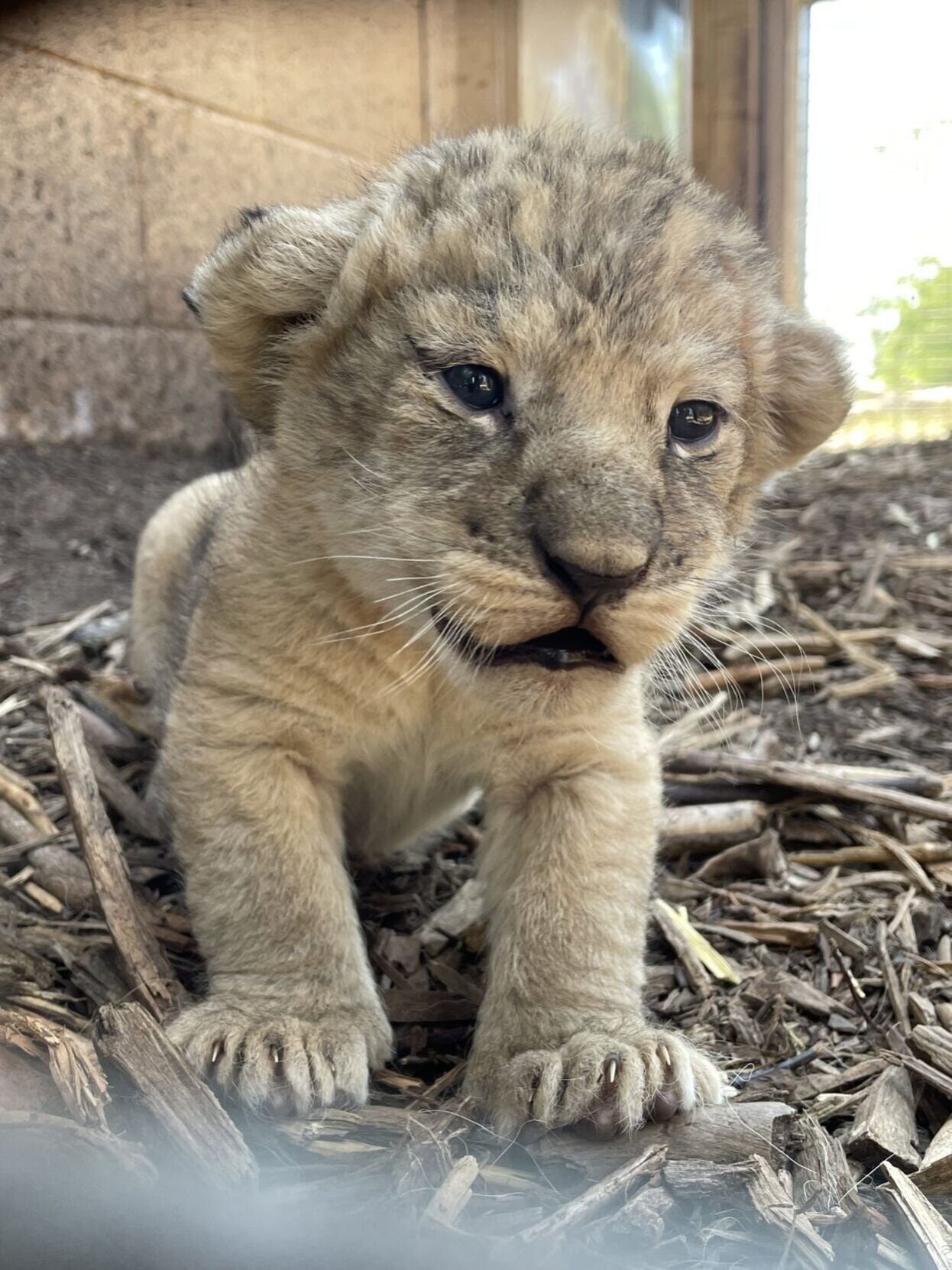 Five Northern African lion cubs born at Whipsnade Zoo