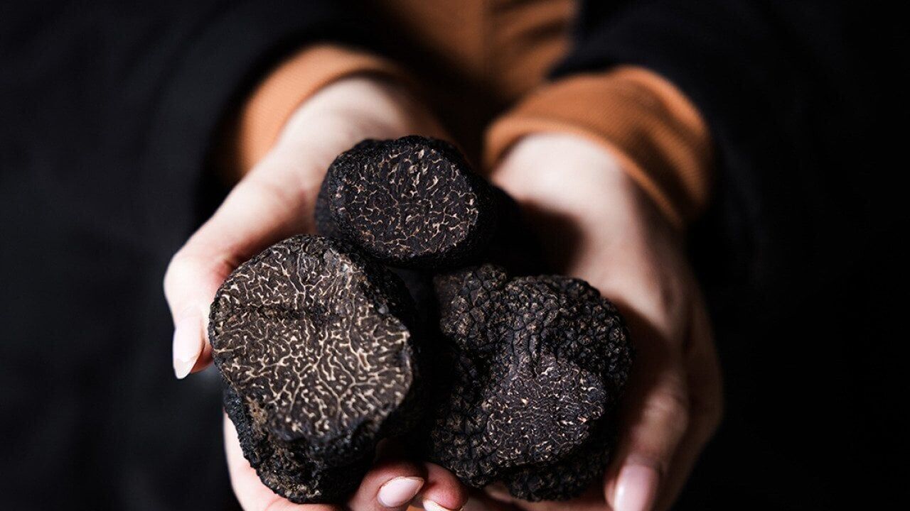 A look inside the growing Australian truffle tourism industry, where dogs sniff and schnapps follow