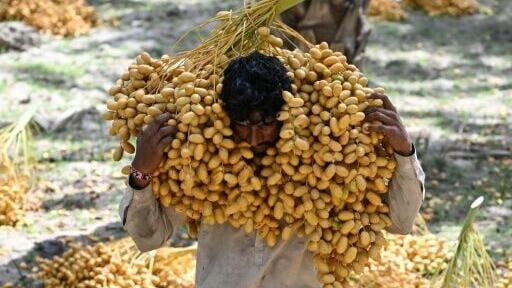 Date labourers are one of many professions in Pakistan that are becoming more difficult and dangerous as temperatures rise