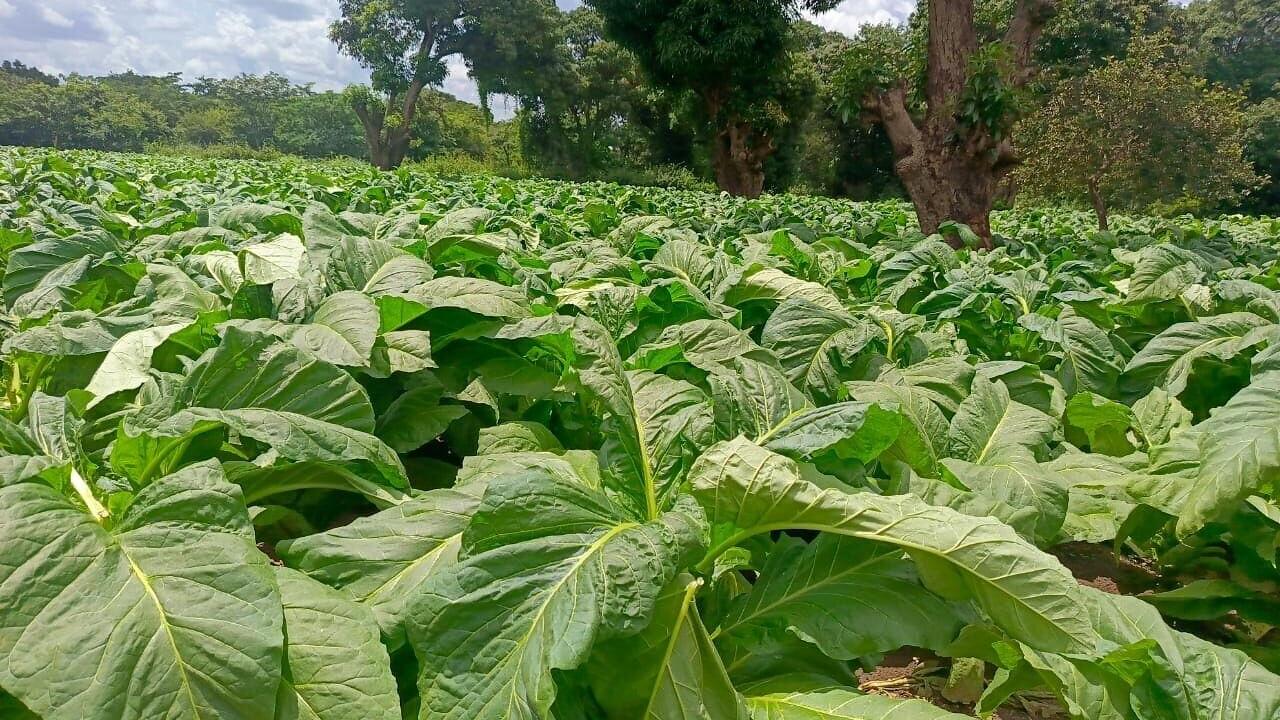 A tobacco field in the Uyui District of Tanzania's Tabora Region planted with AOV seed varieties.