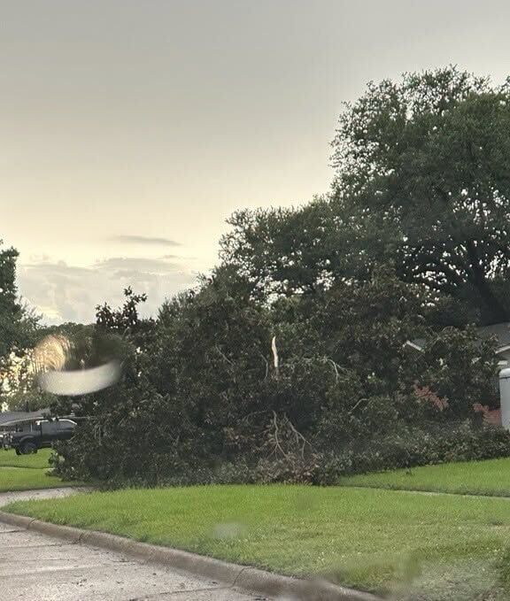 tree down