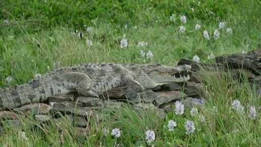 Rising Kenyan lakes push crocodiles closer to homes in Baringo