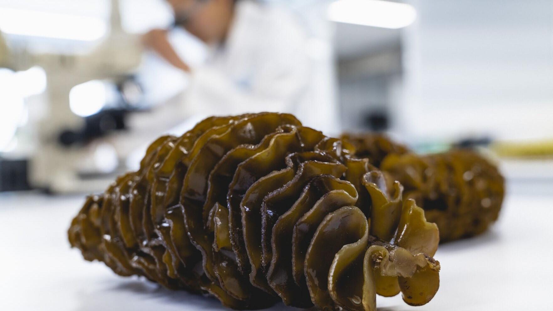 Undaria pinnatifida seaweed - the source of Marinova's high purity fucoidan compounds.