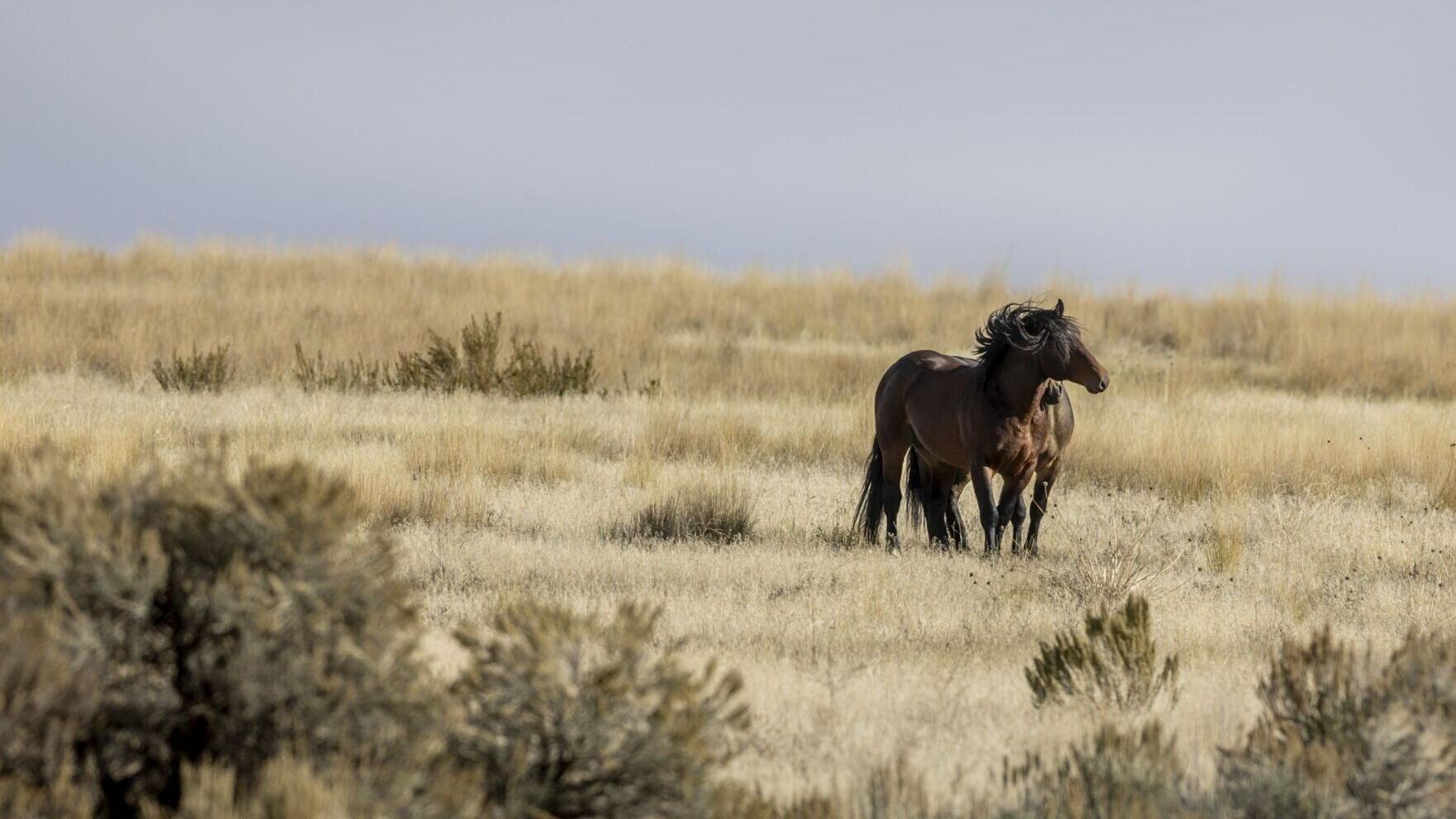 Wild horses 04